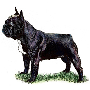 French Bulldog - Click Image to Close